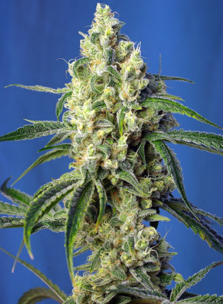 GREEN POISON CBD®