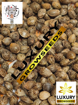 SEMILLAS A GRANEL LUXURY GROWSEEDS