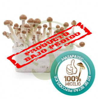 KIT SETAS MAZATAPEC 100% MICELIO