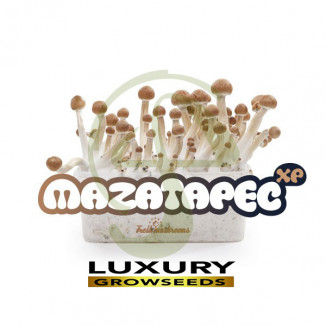 KIT SETAS MAZATAPEC 100% MICELIO