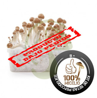 KIT SETAS B+ 100% MICELIO