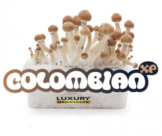 KIT SETAS COLOMBIANAS 100% MICELIO