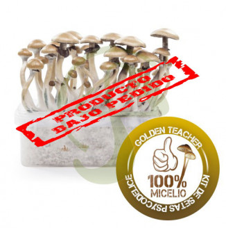 KIT SETAS GOLDEN TEACHER 100% MICELIO