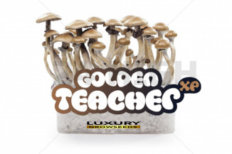 KIT SETAS GOLDEN TEACHER 100% MICELIO