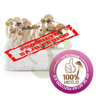 KIT SETAS MCKENNAII 100% MICELIO