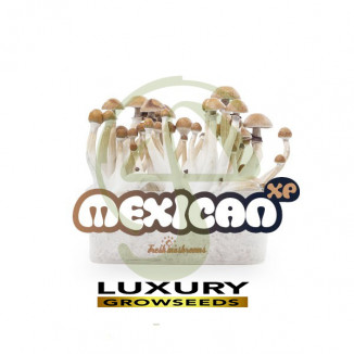 KIT SETAS MEXICANAS 100% MICELIO