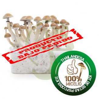 KIT SETAS TAILANDESAS 100% MICELIO