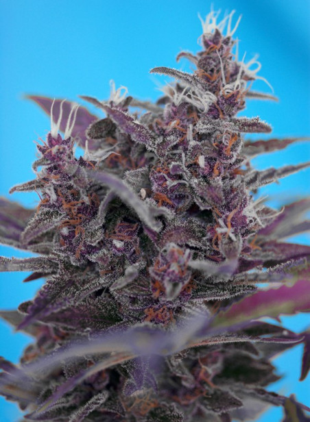 BLACK CREAM AUTO®