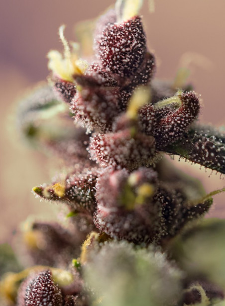 BLOODY SKUNK AUTO®