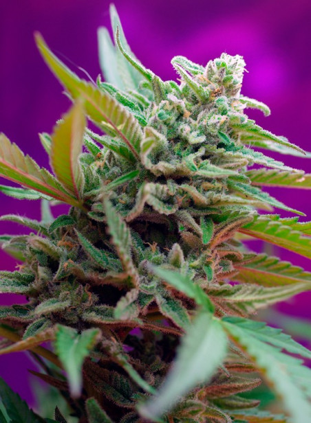 BLACK JACK AUTO®