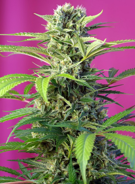 CHEM BEYOND DIESEL® CBD