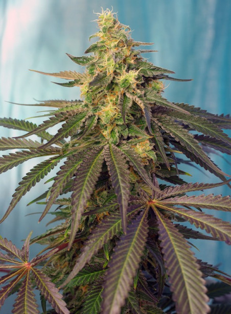 CREAM CARAMEL CBD®