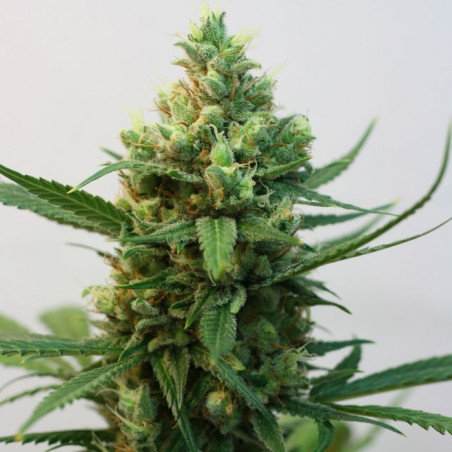 RIPPER SEEDS TOXIC (3 S)