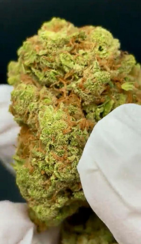 LUXURY AMNESIA HY HIDRO