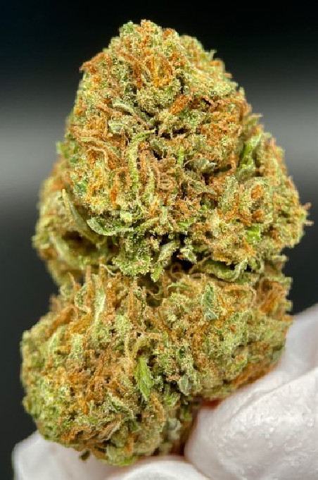 LUXURY WATERMELON HIDRO