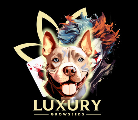CAMISETA LUXURYGROWSEDS NORYK 1
