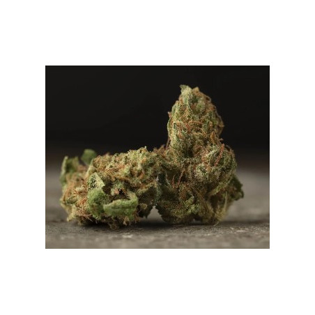 LUXURY SMALL BUDS CHEESE INDOOR
