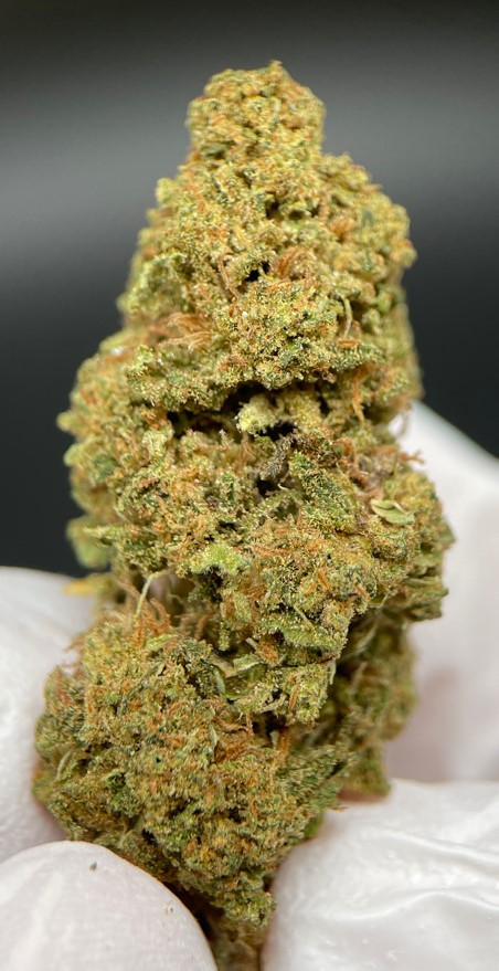 LUXURY TROPICAL PURPLE HIDRO