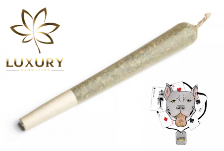 LUXURY ULTIMO PORRILLO