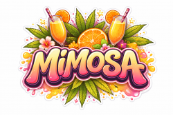 LUXURY SMALL BUDS MIMOSA