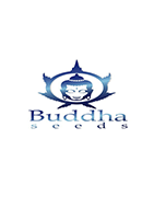 BUDDHA SEEDS